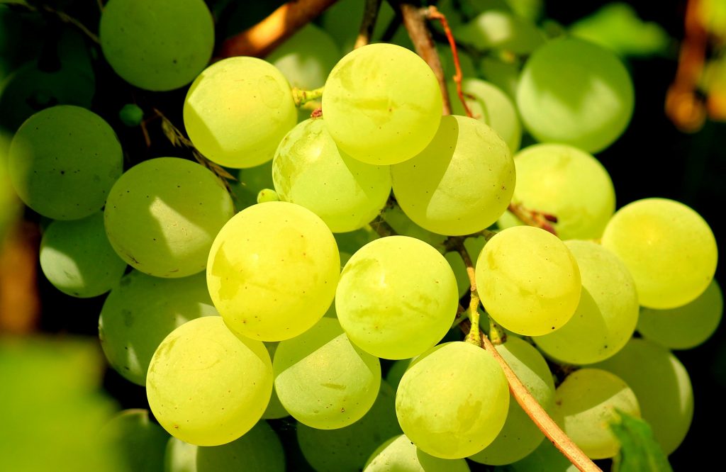 A picture of grapes